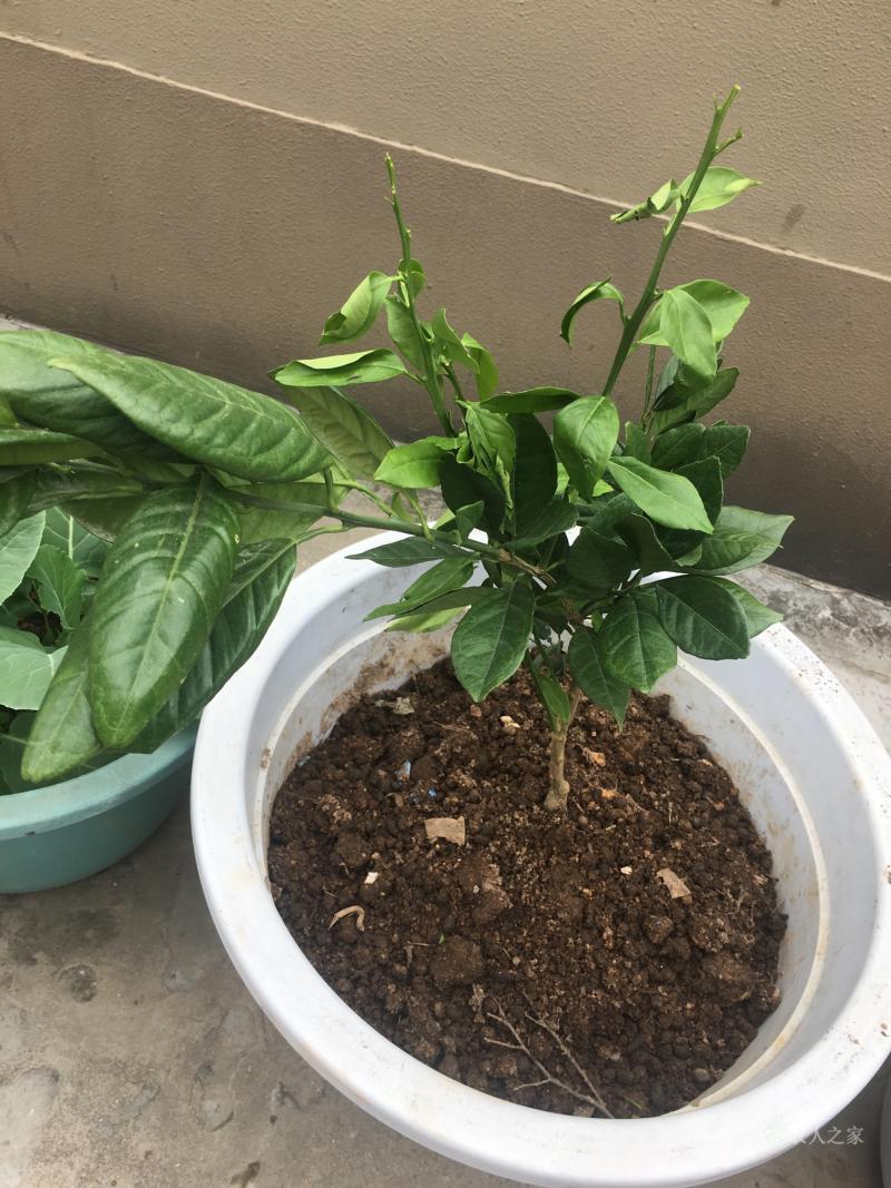 lol台服官网-包含的词条